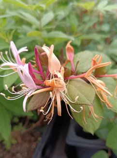 Lonicera japonica 'Chinensis´ Zimolez japonský 'Chinensis' Nelen pro zelen květy Lonicera japonica 'Chinensis´ Zimolez japonský 'Chinensis' Nelen pro zelen květy