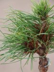 Borovice kleč Nelen pro zelen Pinus mugo rostina