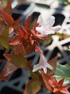 Abelia grandiflora ´Kaleidoscope´® Abélie velkokvětá 'Kaledoscope' Nelen pro zelen květ