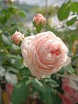 Rosa 'Cinderella' Růže 'Cinderella' Nelen pro zelen květ