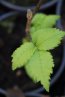 Jilm holandský 'Wredei' Nelen pro zelen Ulmus × hollandica 'Wredei' rostlina