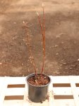 Viburnum bodnantense 'Dawn' Kalina bodnantská 'Dawn' Nelen pro zelen předjaří