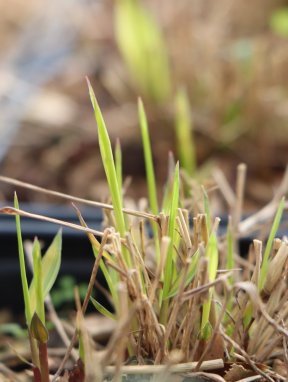 Hakonechlora macra 'Aureola´ Rákosovka velká 'Aureola' Nelen pro zelen rašení