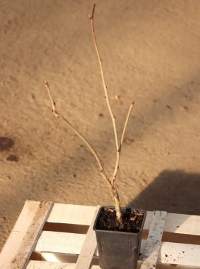 Wistaria floribunda ´Macrobotrys´ Vistárie květnatá 'Macrobotrys' Nelen pro zelen sazenice