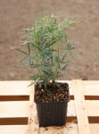 Choisya ternata ´White Dazzler Londaz´® Choisie Mexický pomerančovník´White Dazzler Londaz´® Nelen pro zelen sazenice h9x9