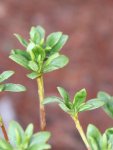 Azalka japonská Nelen pro zelen Azalea japonica list