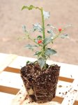 Ilex aquifolium ´Alaska´ Cesmína ostrolistá 'Alaska' Nelen pro zelen sazenice QP