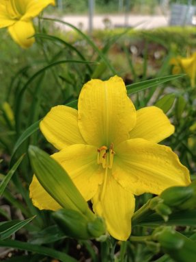 Denivka 'Green Flutter' Nelen pro zelen Hemerocallis 'Green Flutter' květ