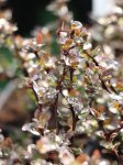 Berberie thunbergii 'Atropurpurea Nana' Dřišťál Thunbergův 'Atropurpurea Nana' Nelen pro zelen rašení listů