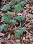 Geranium ´Joseph Green´ Kakost 'Joseph Green' Nelen pro zelen listy rašící