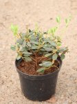 Rhododendron impeditum 'Ramapo' Rododendron 'Ramapo' Nelen pro zelen kontej 1L