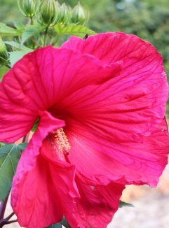 Hibiscus moscheutos Summerific® ´Midnight Marvel´ Ibišek Bah. Summerific® ´Midnight Marvel´ Nelen pro zelen květ Hibiscus moscheutos Summerific® ´Midnight Marvel´ Ibišek Bah. Summerific® ´Midnight Marvel´ Nelen pro zelen květ