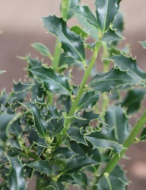 Ilex aquifolium ´Alaska´ Cesmína ostrolistá 'Alaska' Nelen pro zelen detail