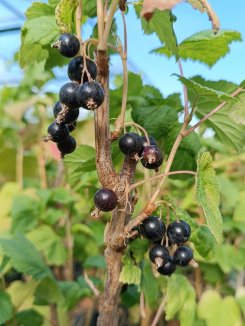 Ribes nigra 'Ben Alder' Rybíz černý 'Ben Alder' Nelen pro zelen plody
