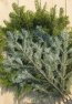 Jedle kavkazská Nelen pro zelen Abies nordmanniana chvojí
