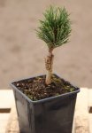 Borovice kleč Nelen pro zelen Pinus mugo rostina