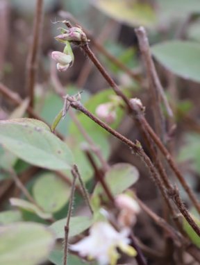Lonicera fragrantissima Zimolez vonný Nelen pro zelen poupata