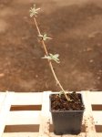 Buddleia davidii 'Bicolor´ Komule davidova 'Bicolor' Nelen pro zelen h9x9