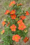 Mochna křovitá 'Red Ace' Nelen pro zelen Dasiphora fruticosa 'Red Ace' květ