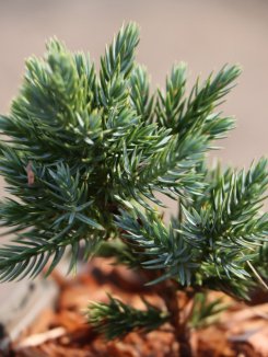 Jalovec šupinatý Nelen pro zelen Juniperus squamata jehličí