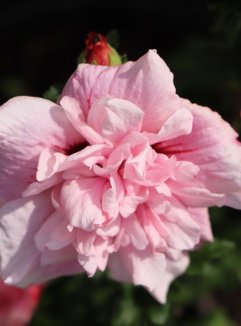 Hibiscus syriacus 'Pink Chiffon´® Ibišek syrský 'Pink Chiffon' ® Nelen pro zelen květ