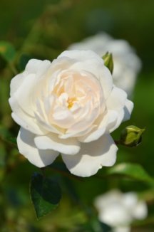 Růže pokryvná bílá plná