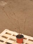 Viburnum plicatum 'Dart´s Red Robin´ Kalina japonská 'Dart's Red Robin' Nelen pro zelen kont 12cm