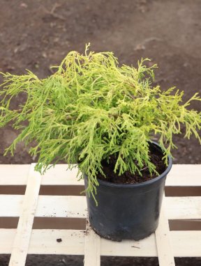Chamaecyparis pisifera 'Sungold´ Cypřišek hrachonosný 'Sungold' Nelen pro zelen kont 2L
