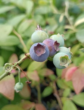 Vaccinium corymbosum 'Duke' Kanadská borůvka 'Duke' Nelen pro zelen zrající plody