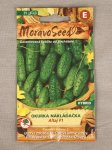 Okurka nakladač. hrubo. Altaj Cucumis sativus Altaj Nelen pro zelen semínka