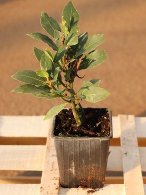 Laurus nobilis Vavřín vznešený Nelen pro zelen sazenice h9x9