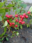 Pyracantha ccoccinea 'Red Column' Hlohyně šarlatová 'Red Column' Nelen pro zelen plody