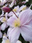 Clematis montana 'Broughton Star´ Plamének horský 'Broughton Star' Nelen pro zelen květy starších rostlin
