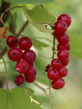 Ribes rubrum 'Rolan' Rybíz červený 'Rolan' Nelen pro zelen plody