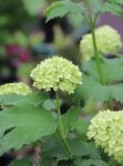 Viburnum opulus ´Roseum´ Kalina obecná 'Roseum' Nelen pro zelen rozkvět