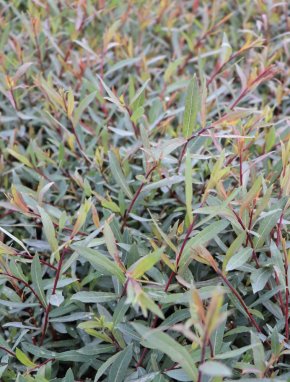 Salix purpurea 'Nana' Vrba nachová 'Nana' Nelen pro zelen listy