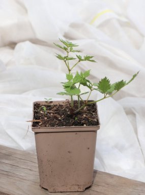 Astilbe 'Milk and Honey' ® Čechrava 'Milk and Honey' ® Nelen pro zelen sazenice h11