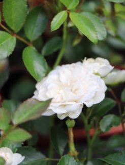 Rosa 'The Fairy' white Růže pokryvná 'The Fairy' bílá Nelen pro zelen květ