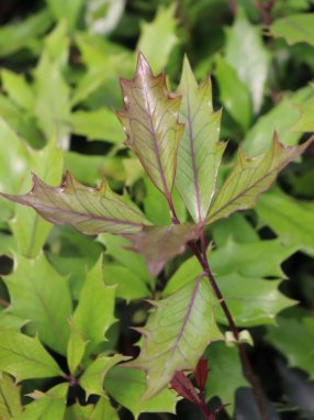 Osmathus heterophyllus ´Pupureus´ Vonokvětka různolistá 'Purpureus' Nelen pro zelen listy kresba