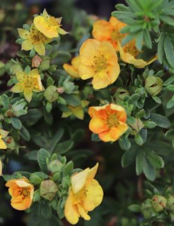 Potentilla fruticosa 'Oleška' Mochna křovitá 'Oleška' Nelen pro zelen květ