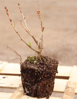 Josta Nelen pro zelen Ribes x nidigrolaria rašící rostlina