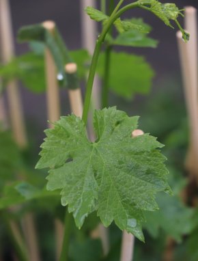 Vitis vinifera 'Irsai Oliver' Vinná réva 'Irsai Oliver' Nelen pro zelen list