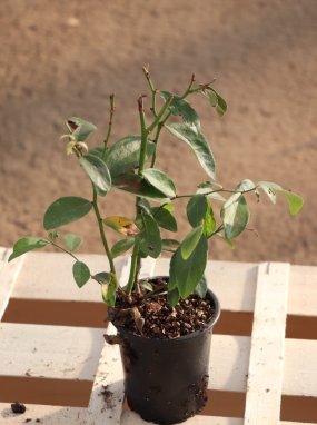 Vaccinium corymbosum 'Pink Lemonade'® Růžová kanadská borůvka 'Pink Lemonade' Nelen pro zelen sazenice h9