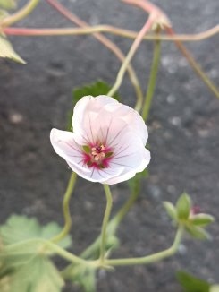 Geranium ´Coombland White´ Kakost 'Coombland White' Nelen pro zelen květ Geranium ´Coombland White´ Kakost 'Coombland White' Nelen pro zelen květ