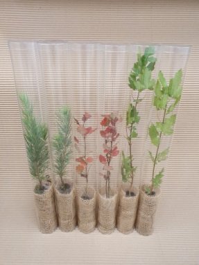 Plastový tubus na rostliny