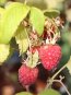Rubus idaeus 'Tulameen' Maliník 'Tulameen' Nelen pro zelen zralé plody