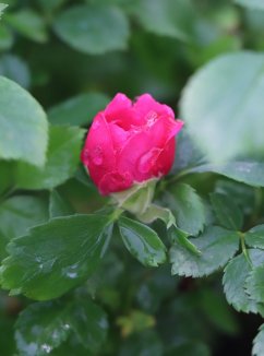 Rosa 'Pepina' Růže 'Pepina' Nelen pro zelen poupě Rosa 'Pepina' Růže 'Pepina' Nelen pro zelen poupě