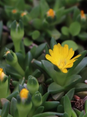 Delosperma nubigenum 'Lesotho' Kosmatec 'Lesotho' Nelen pro zelen květy