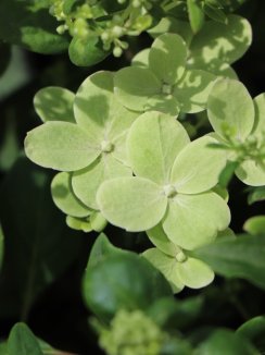 Hydrangea paniculata 'Polestar' ® Hortenzie latnatá 'Polestar'® Nelen pro zelen detail květu