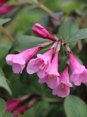 Weigelia florida 'Tango' Vajgélie květnatá 'Tango' Nelen pro zelen detail květu